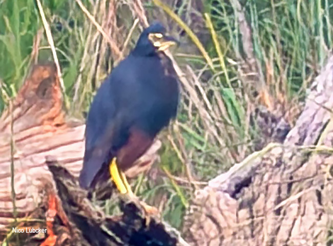 Green-backed Heron