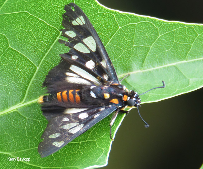 Abantis paradisea