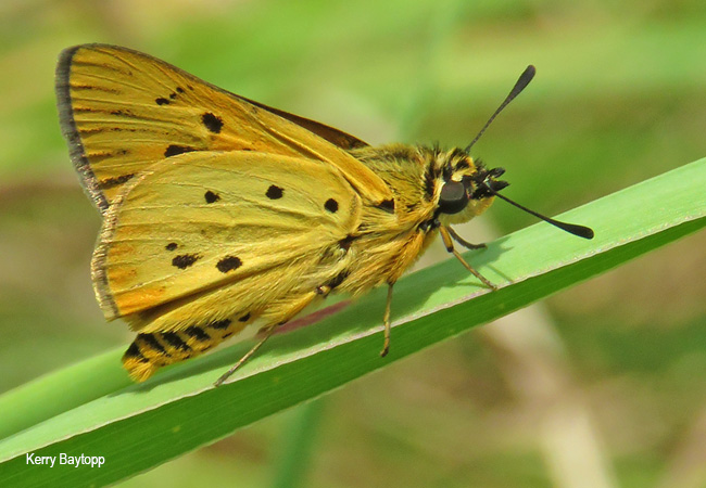 Parosmodes morantii