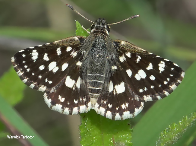 Spialia spio