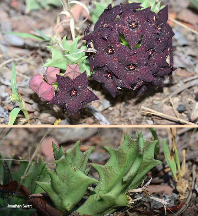Orbea melanantha