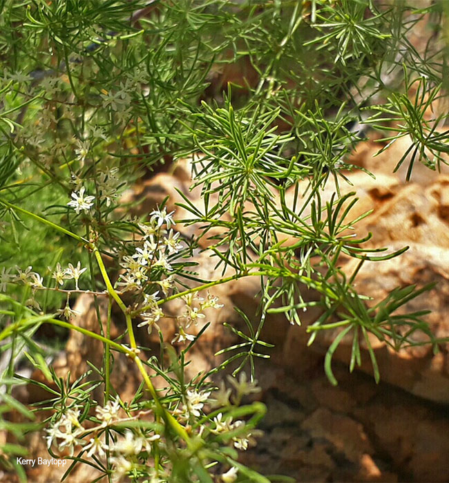 Asparagus retrofractus
