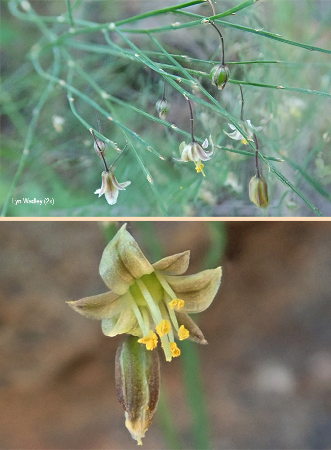 Asparagus virgatus