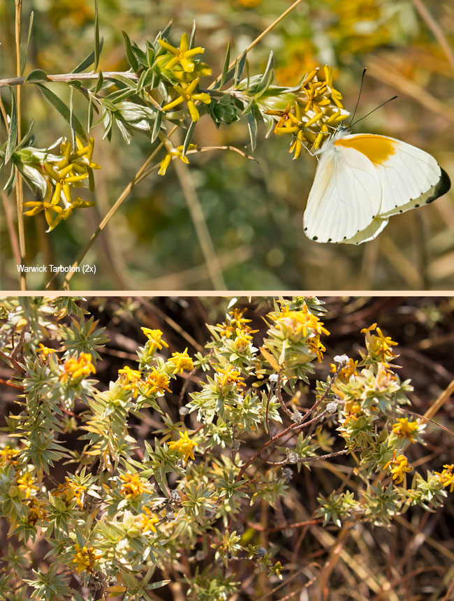 Helichrysum canoargenteus