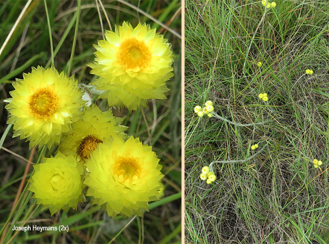 Helichrysum cephaloideum
