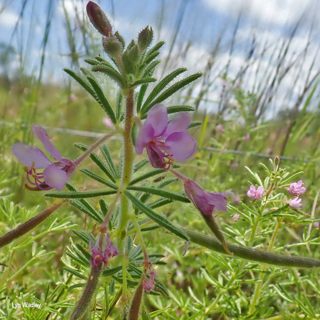 Cleome rubella