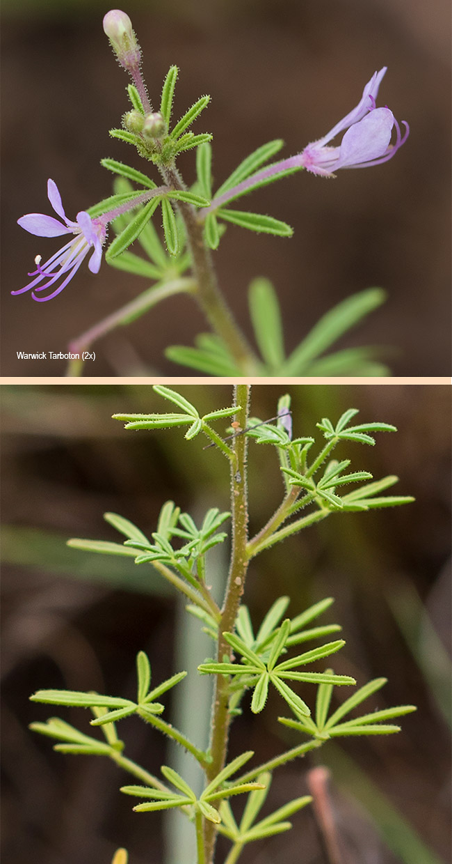 Cleome rubella