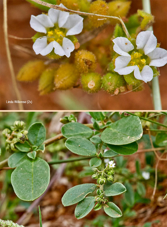 Limeum viscosum