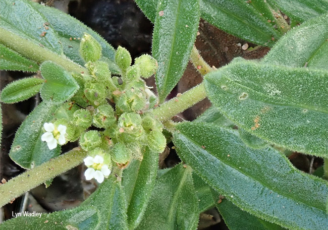 Limeum viscosum