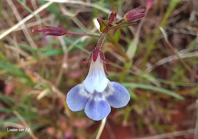 Lindernia parviflora