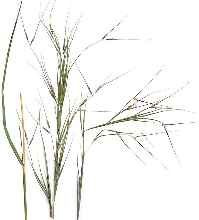Hyparrhenia filipendula