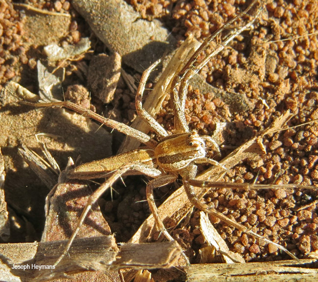Oxyopes jacksoni