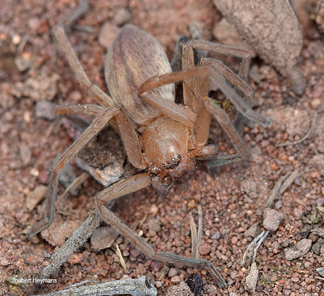Eusparassus borakalalo
