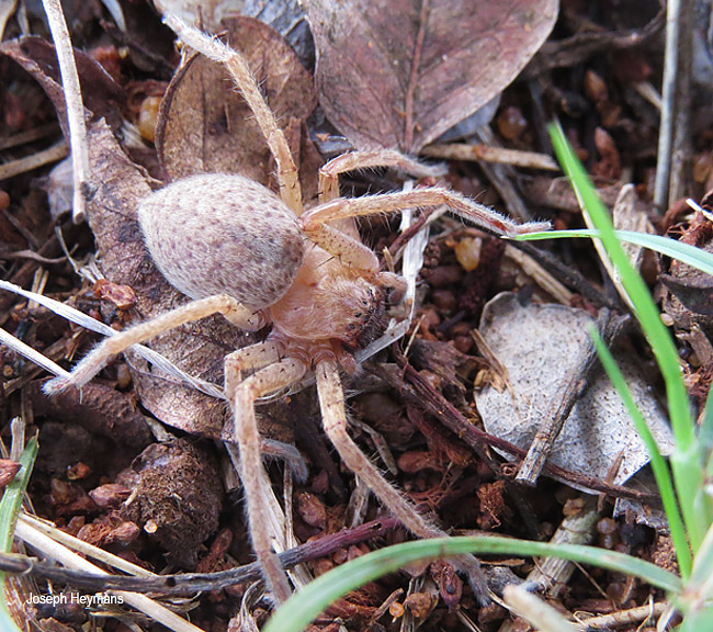 Olios chelifer