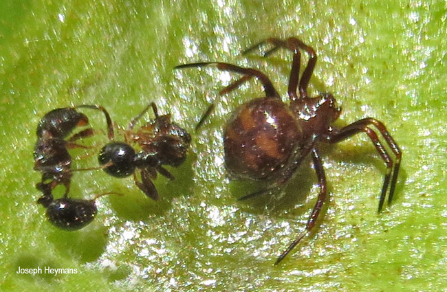 uryopis episinoides