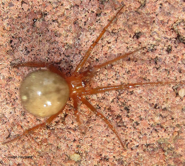Nesticodes rufipes