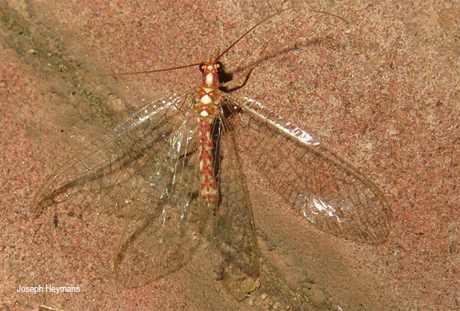 Dysochrysa furcata