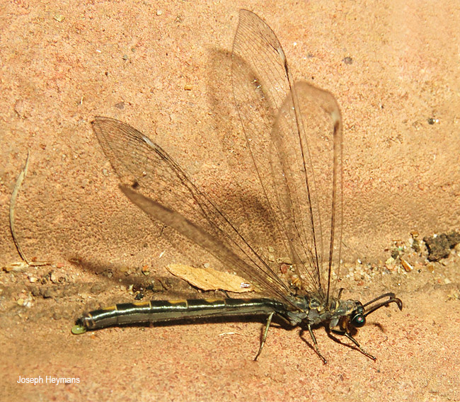 Myrmeleon obscurus