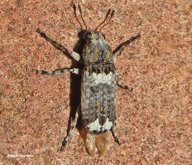 Cylindroides albocinctus