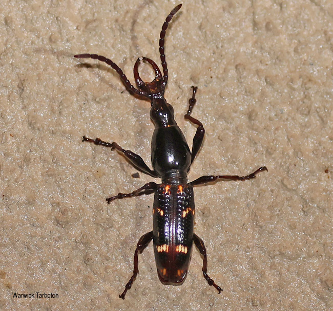 Orfilaia vulsellata