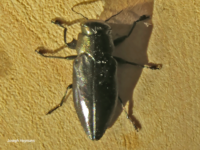 Agelia peteli