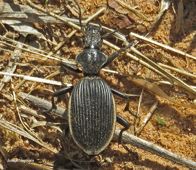 Anthia massilicata