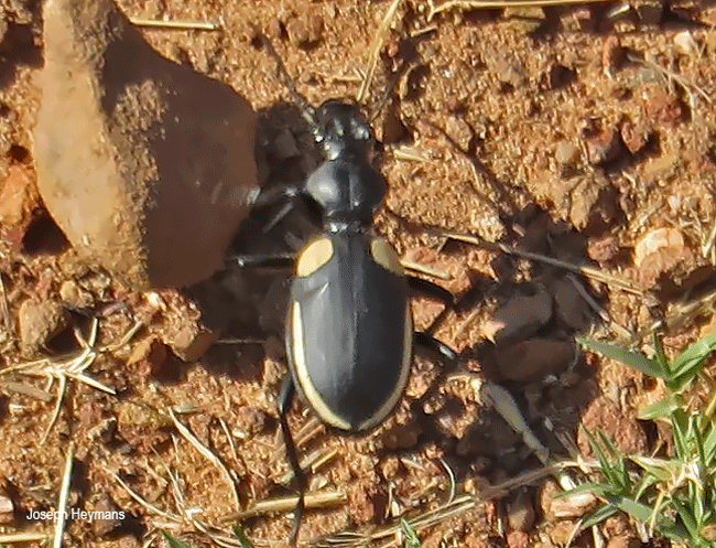 Anthia massilicata