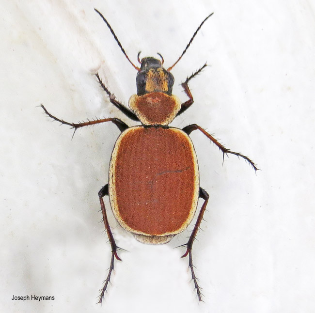 Graphipterus limbatus