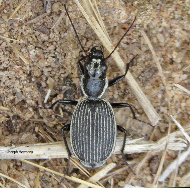 Graphipterus lineolatus