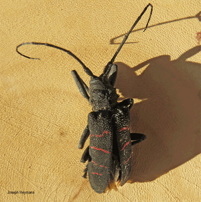 Ceroplesis quinquefasciata