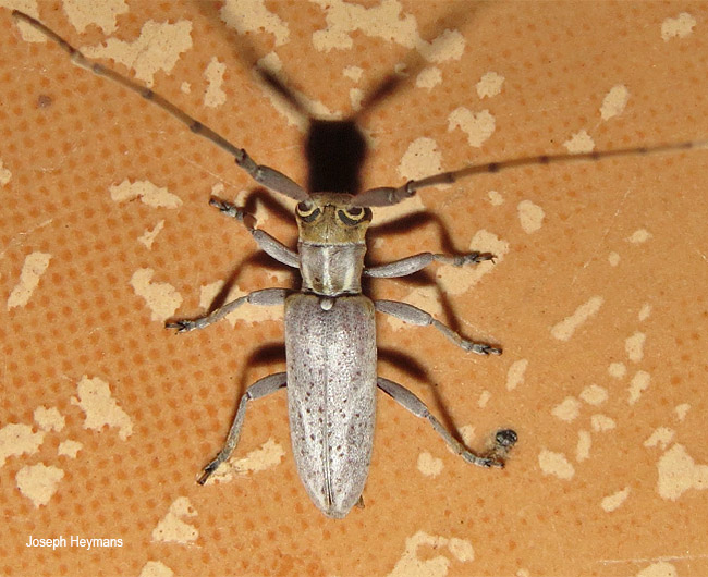 Eunidia brunneopunctata strigatoides