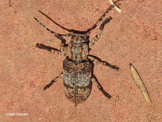 Gahania simmondsi