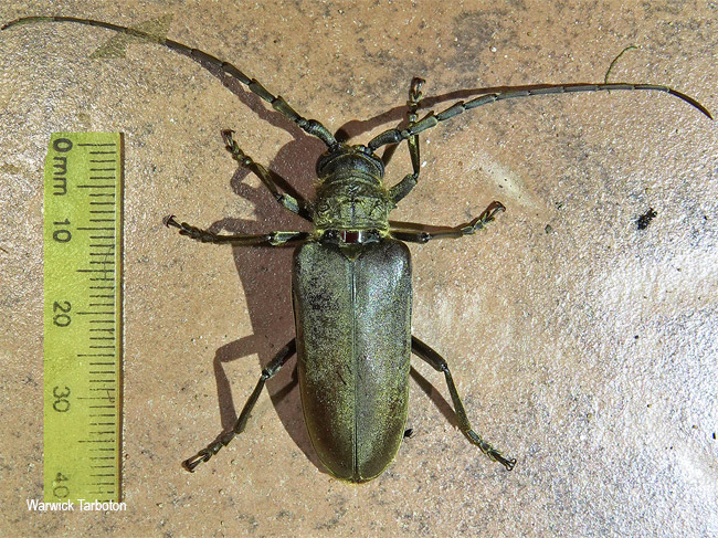 Prosphilus serricornis 