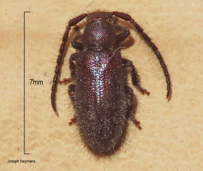 Sophronica carbonaria