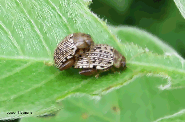 Calotheca species