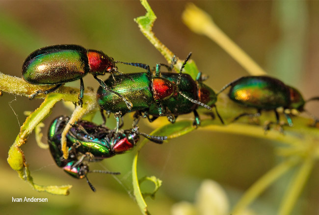 Platycorynus dejeani