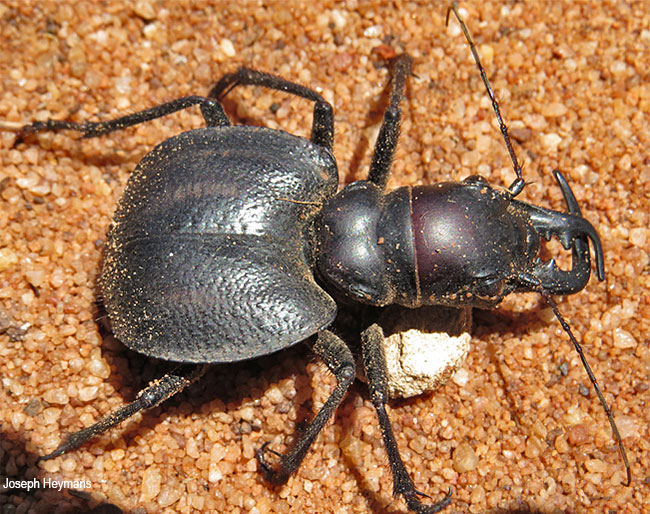 Manticora scabra