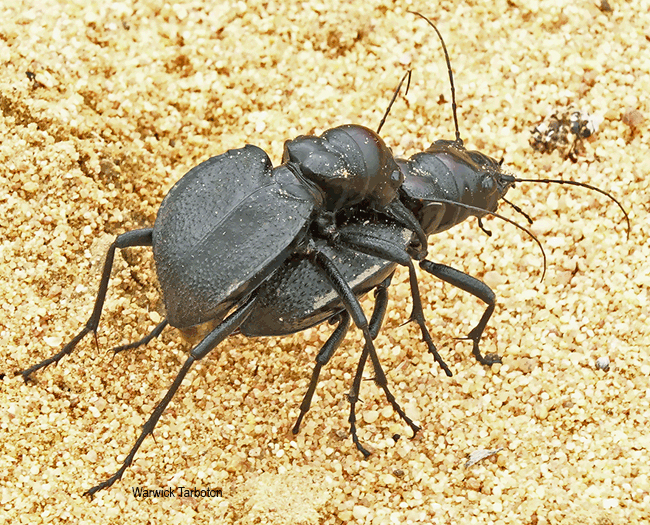 Manticora species