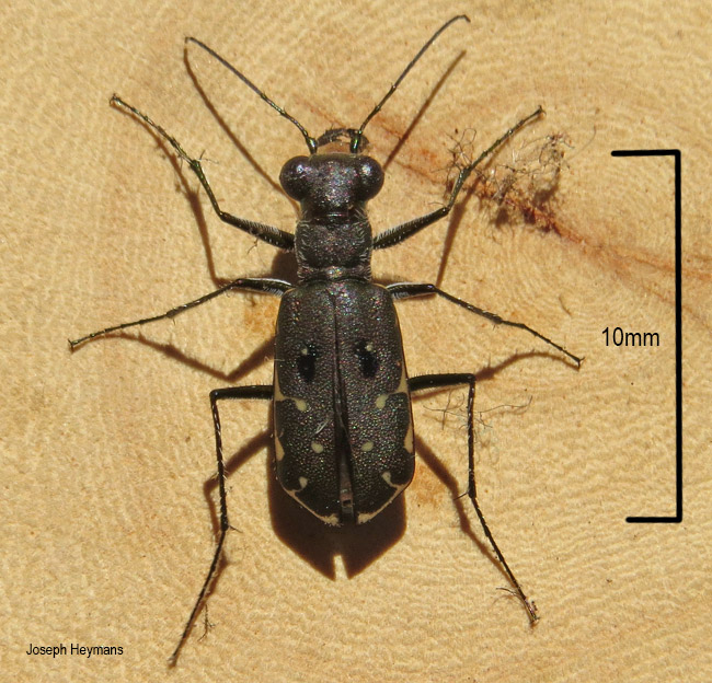 Myriochila melancholica