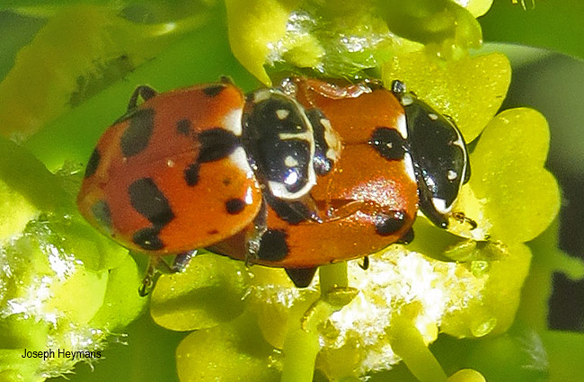 Hippodamia variegata