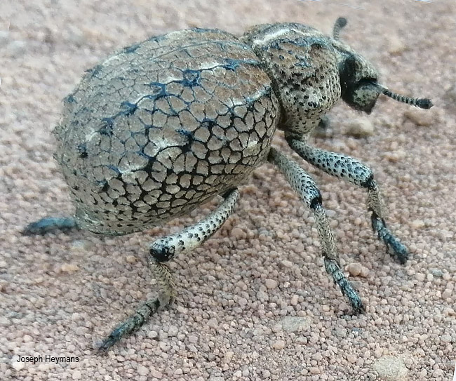 Brachycerus species