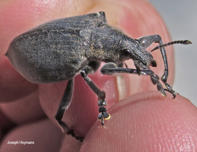 Polyclaeis species