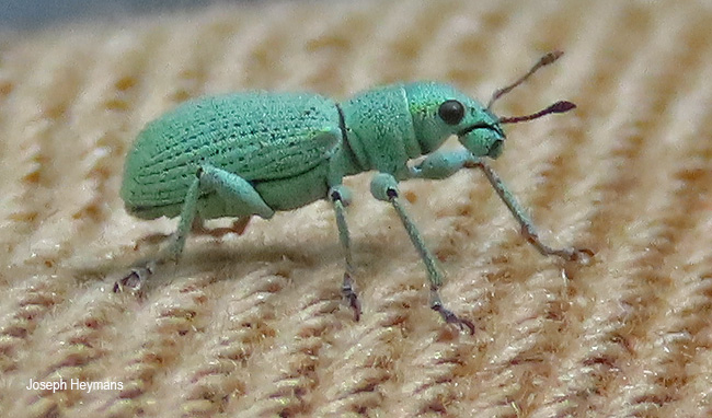 Polydrusus zumpti