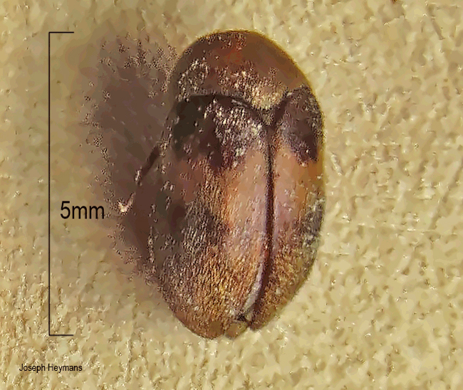Attagenus fasciatus 