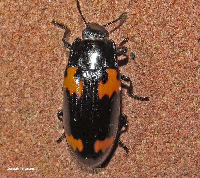 Megalodacne grandis