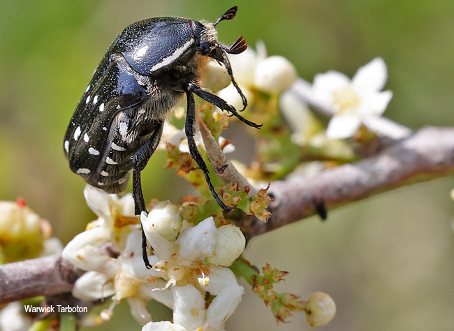 Clinteroides permutans