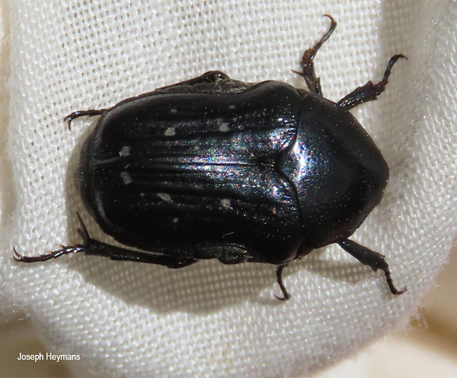 Clinteroides permutans
