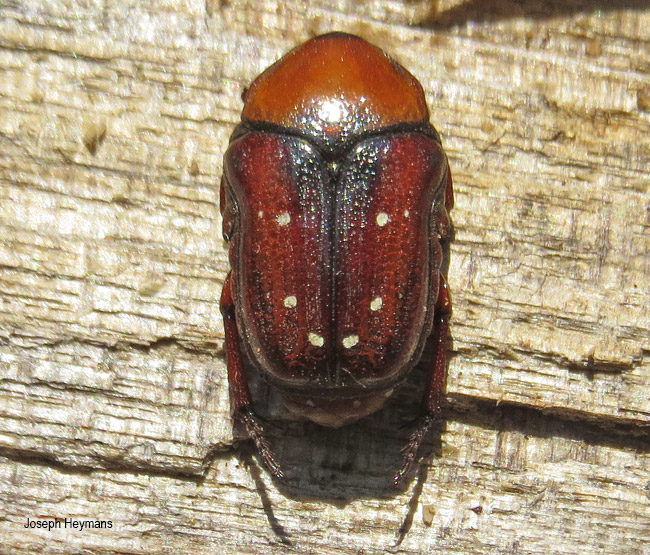 Clinteroides permutans