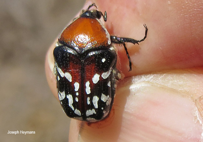 Clinteroides permutans