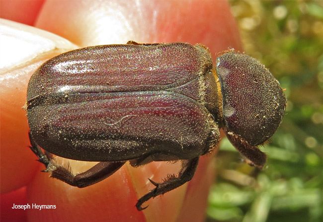 Coenochilus species